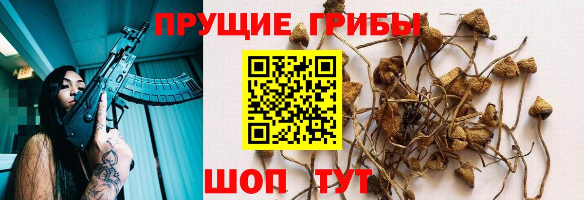 Железноводск  хочу наркоту  Вход с VPN  Псилоцибиновые грибы Psilocybine cubensis 